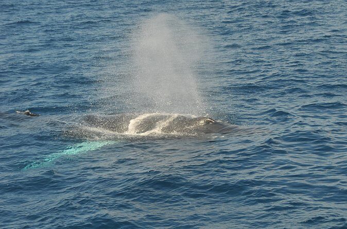 Whale Watching on Sundeck in Bermuda - FAQs About the Bermuda Whale Watching Sundeck Tour