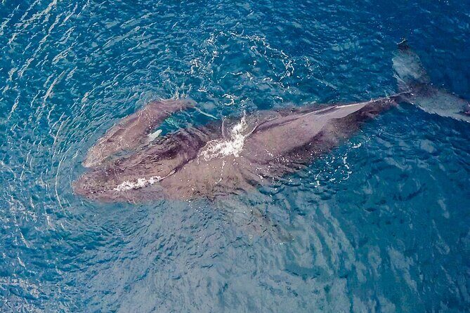 Whale Watching on "The World Famous North Shore of Oahu", Hawaii - Who Is This Tour Best For?