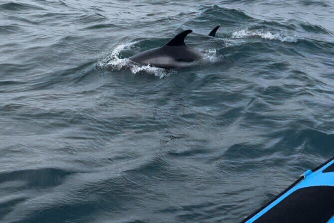 Whale Watching - RIB Boat Adventure in Kopavogur, Iceland - Final Thoughts
