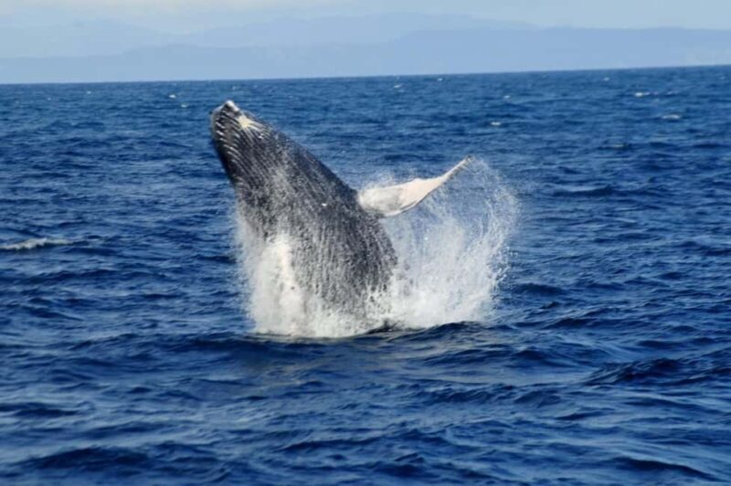 Whale Watching & Safari Tour to Montaña Redonda - The Value of This Tour