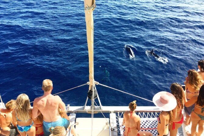 Whale Watching Sail in Honolulu with Open Bar - Practical Details and Final Thoughts