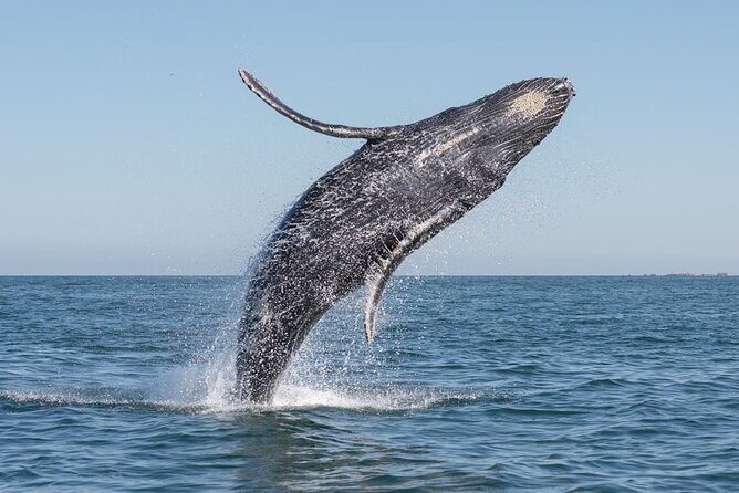 Whale Watching Sailboat Tour in San Jose del Cabo - Final Thoughts: Is It Worth It?