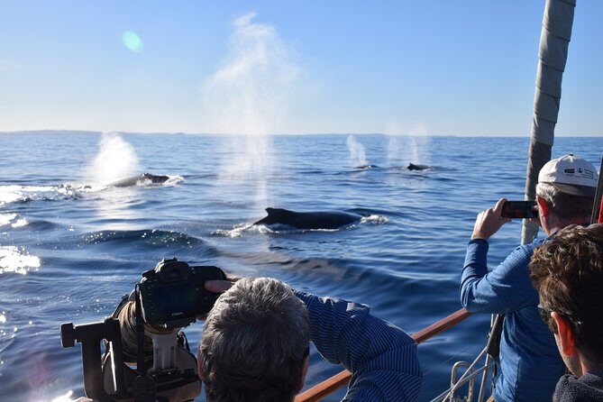 Whale Watching Sailing Experience in Sydney - An In-Depth Look at the Whale Watching Sailing Experience