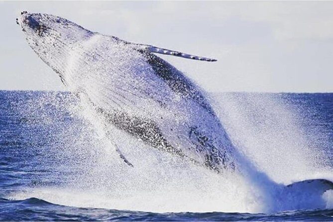 Whale Watching Sailing Experience in Sydney - Final Thoughts