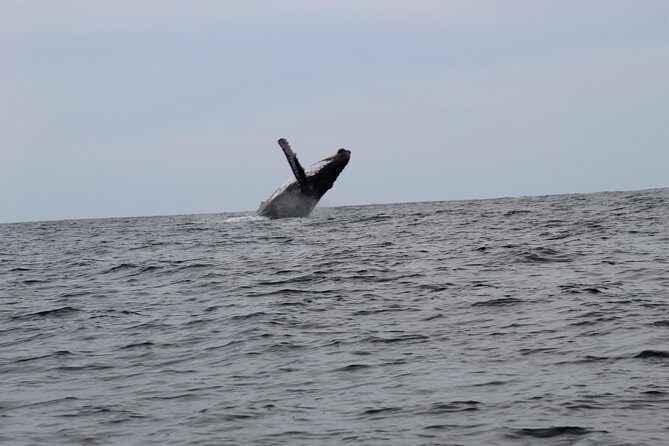 Whale Watching Shared Tour - A Close Look at the Experience