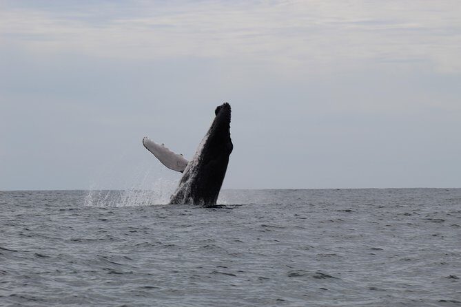 Whale Watching Shared Tour - Final Thoughts