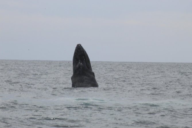 Whale Watching Shared Tour - FAQ