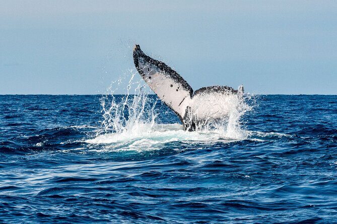 Whale Watching Snorkel Combo - Key Points