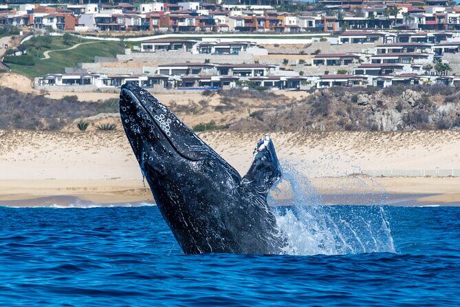 Whale Watching & Snorkeling Combo in Los Cabos with Photos Included - Summary: Is It Worth It?