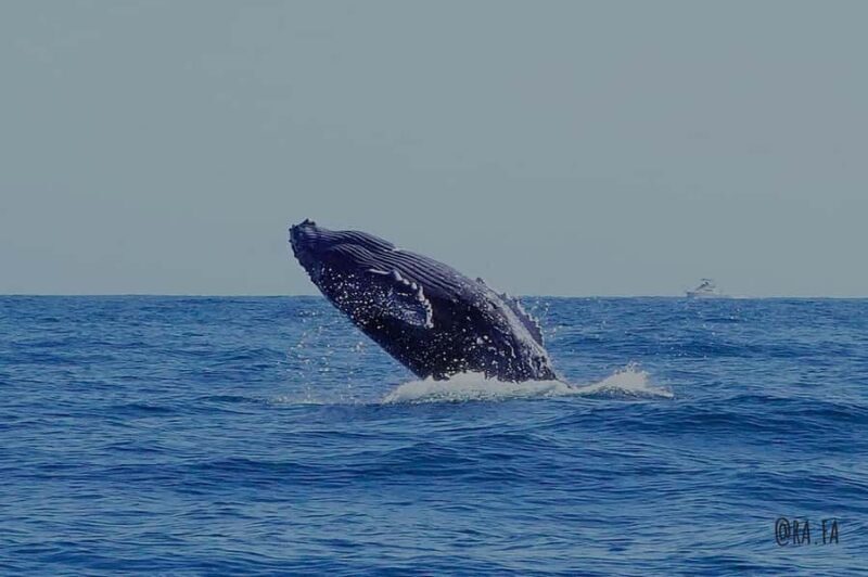 Whale watching, snorkeling, lunch, and drinks in Cabo San Lucas - Authentic Insights from Other Travelers
