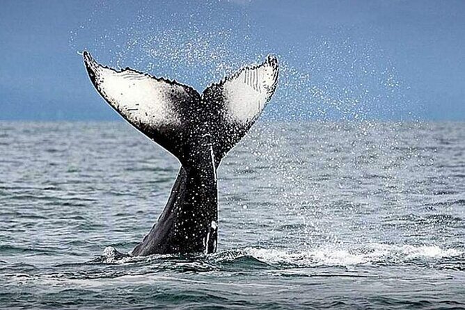 Whale Watching & Snorkeling Private Yacht Tour Cabo with Food & Drinks - The Itinerary in Detail