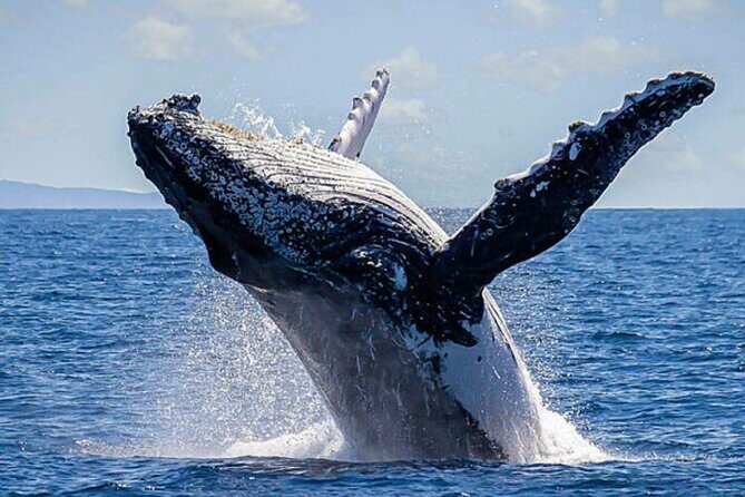 Whale Watching & Snorkeling Private Yacht Tour Cabo with Food & Drinks - FAQ