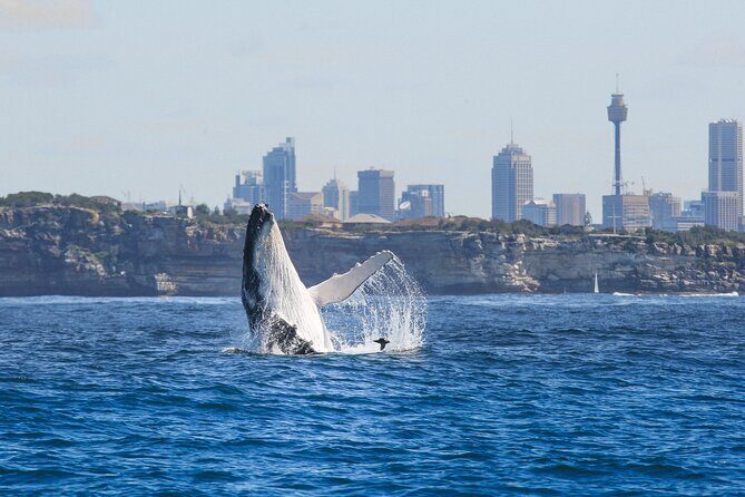 Whale Watching Sydney 2-Hour Express Cruise - In-Depth Review of the Sydney Whale Watching Experience