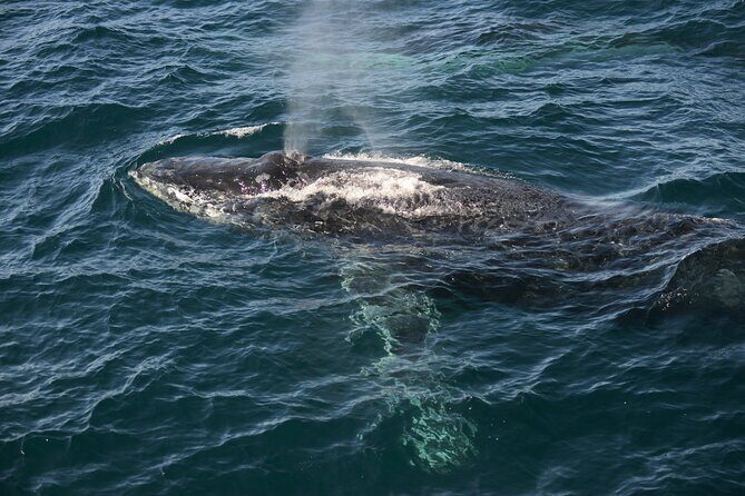 Whale Watching Sydney - An In-Depth Look at Whale Watching Sydney