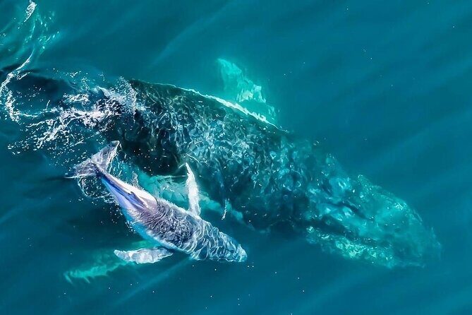 Whale Watching Terrigal - Whale Watching Terrigal: An Authentic Coastal Adventure
