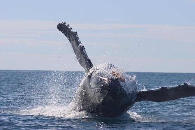 Whale Watching Terrigal - Key Points