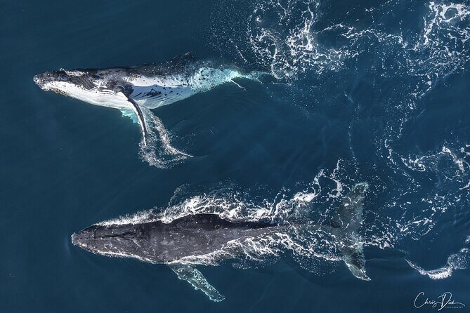 Whale Watching Terrigal - Who Would Enjoy This Tour?