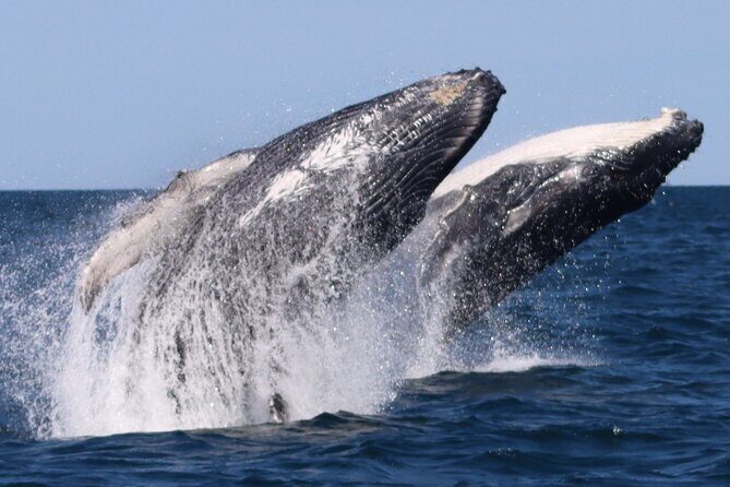 Whale Watching Terrigal - FAQ