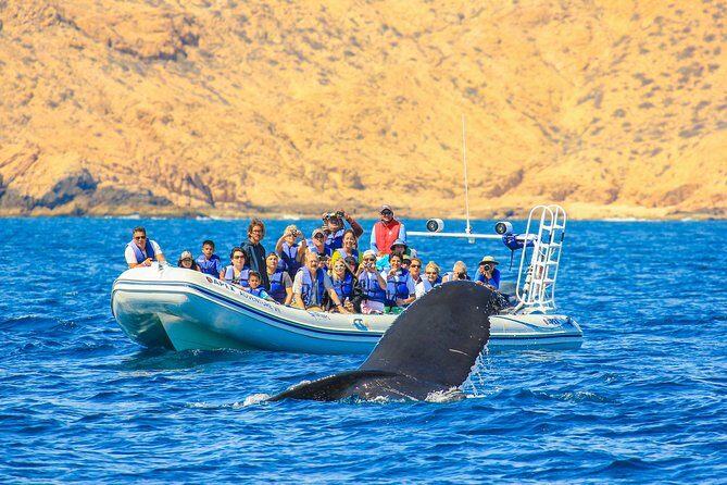 Whale Watching, The Famous Arch and Fast Boat Tour in Los Cabos - An In-Depth Look at the Whale Watching & Scenic Boat Tour