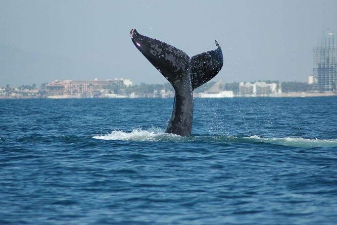 Whale watching tour - An Authentic Whale Watching Experience in Puerto Vallarta
