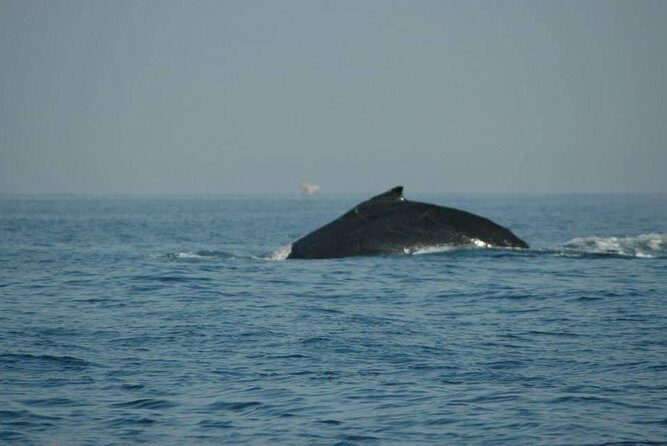Whale watching tour - Key Points