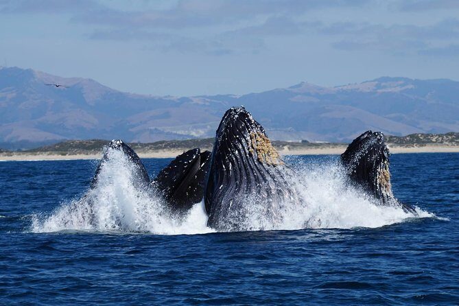 Whale Watching Tour - Who Should Consider This Tour?