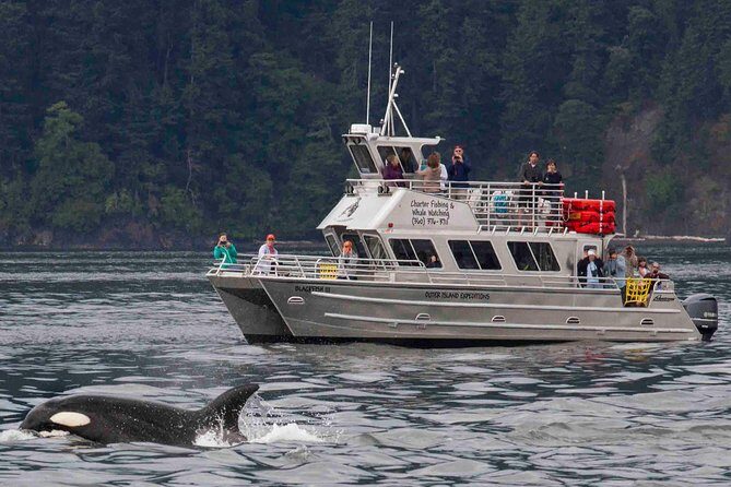 Whale Watching Tour from Anacortes - The Sum Up