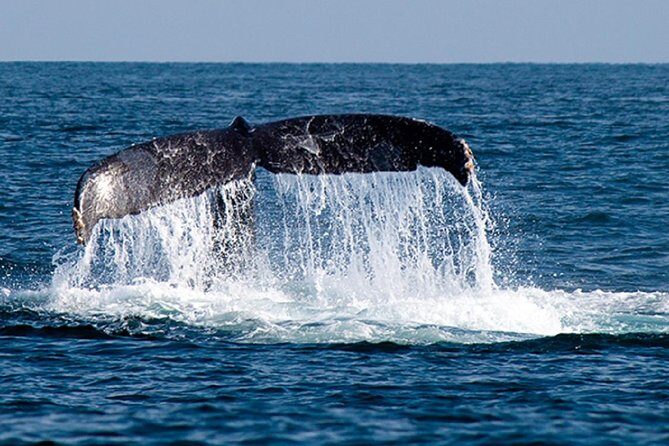 Whale Watching Tour in Glass Bottom Boat (VisitA Cabo) - Key Points