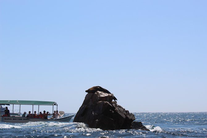 Whale Watching Tour in Glass Bottom Boat (VisitA Cabo) - Practical Information and Tips
