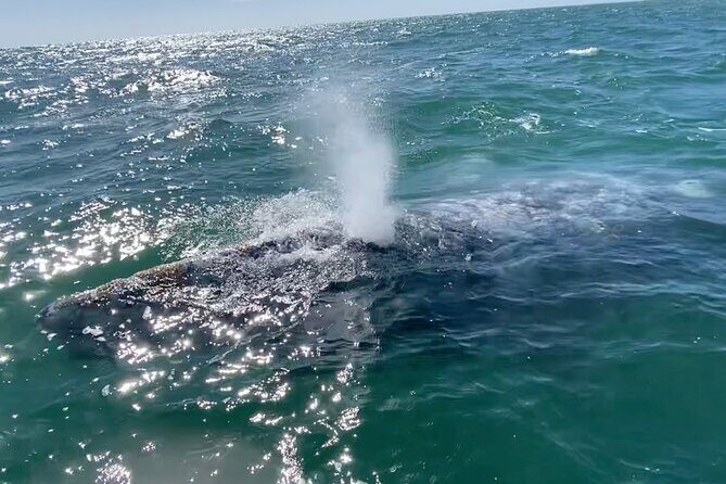 Whale Watching Tour in La Paz - Key Points