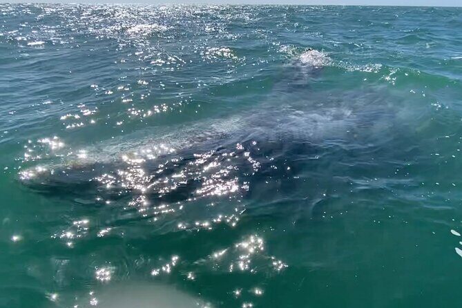 Whale Watching Tour in La Paz - Who Should Consider This Tour?