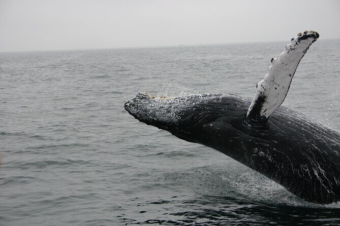Whale Watching Tour in La Paz - FAQs