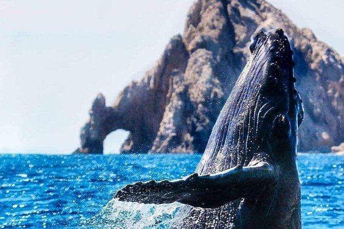 Whale Watching Tour in Los Cabos - Authentic Traveler Insights