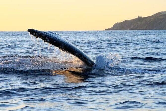 Whale Watching Tour in Los Cabos - FAQ