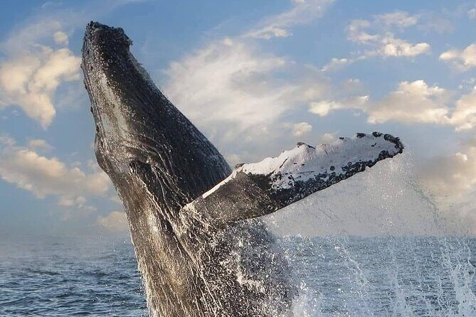 Whale Watching Tour in Puerto Vallarta - Key Points