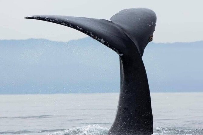 Whale Watching Tour in Puerto Vallarta - Experience Overview