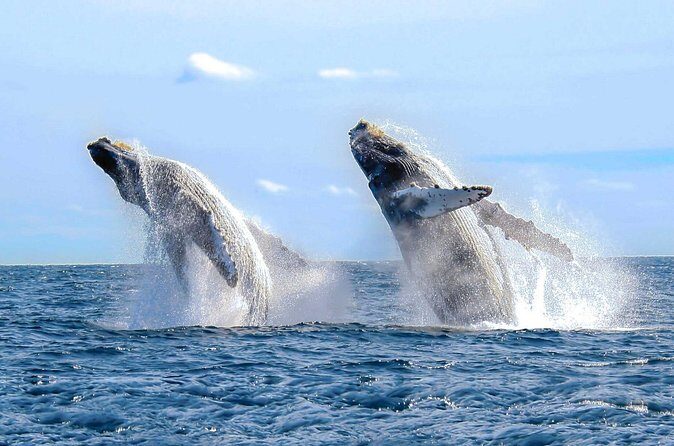 Whale Watching Tour in Puerto Vallarta - Who Will Love This Tour?