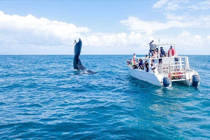 Whale Watching Tour in Samana - Whale Watching Tour in Samana: A Practical Guide for Adventurous Travelers