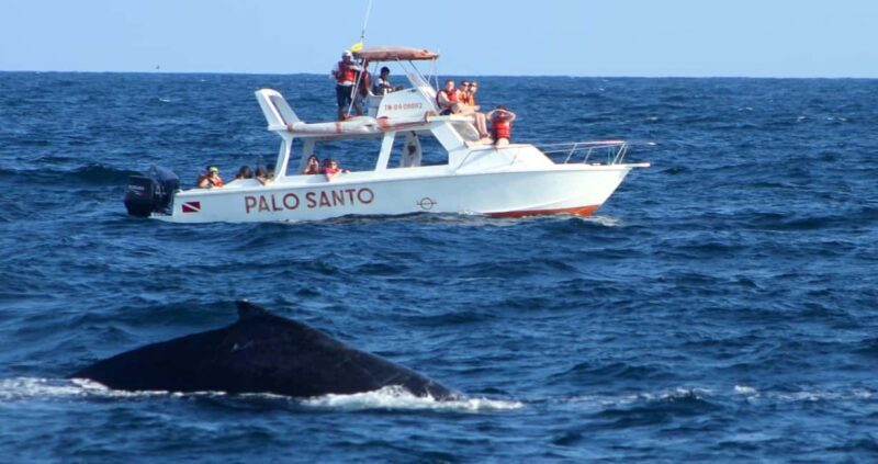 Whale Watching Tour in Samana - A Deep Dive into the Whale Watching Tour in Samana