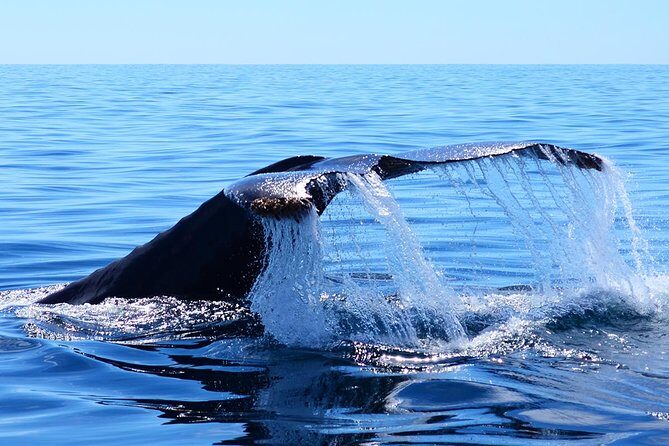 Whale Watching Tour -Incl FREE photos - Practical Details and Cost-Effectiveness