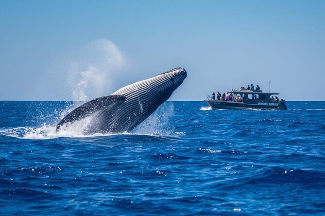 Whale Watching Tour on a Catamaran in San Diego - Frequently Asked Questions