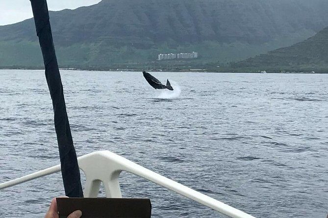 Whale Watching Tour: Whales Guaranteed in Kona Waikoloa - FAQs