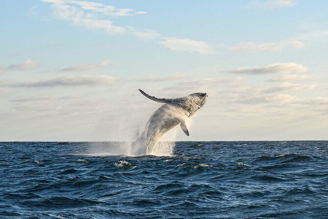Whale Watching Tour with Arch and Beach in Cabo San Lucas - Practical Details and What to Expect