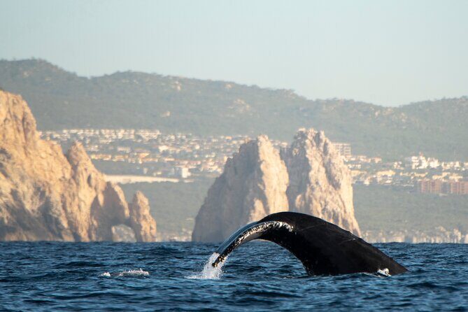 Whale Watching Tour with Arch and Beach in Cabo San Lucas - Who is This Tour Best For?