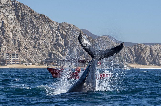 Whale Watching Tour with Arch and Beach in Cabo San Lucas - Final Thoughts: Is It Worth It?