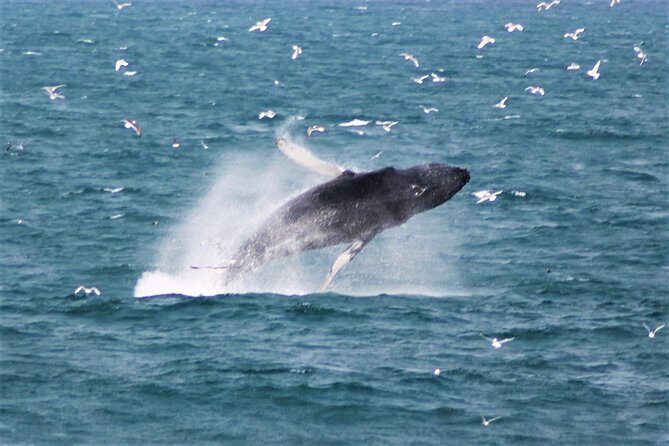 Whale Watching Tour with Professional Guide from Reykjavik - Key Points