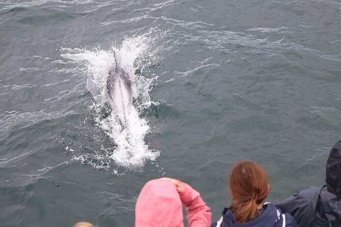 Whale Watching Tour with Professional Guide from Reykjavik - The Sum Up