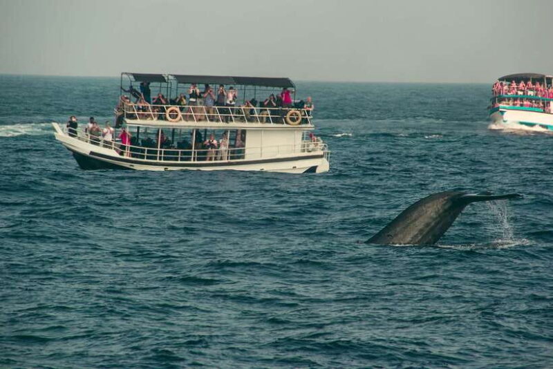 Whale Watching Tour with Transfers - Key Points