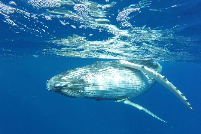 Whale Watching Tours in Bora Bora - Exploring the Bora Bora Whale Watching Tour