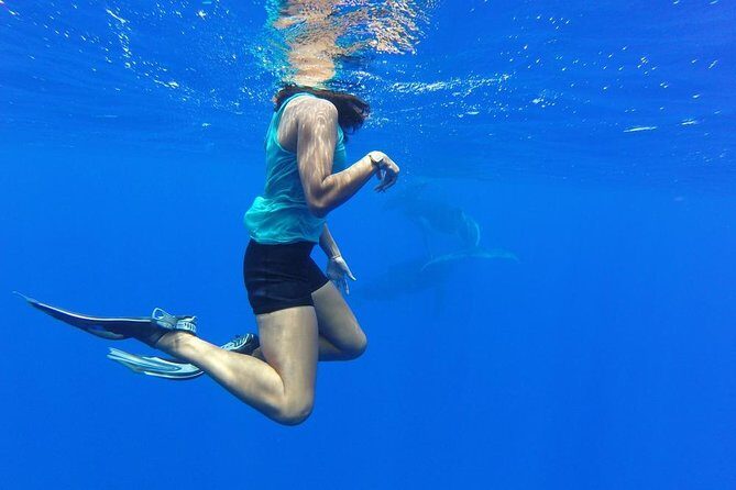 Whale Watching Tours in Bora Bora - The Real Experience: What to Expect